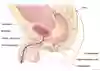 Anatomisk bild som visar mannens urinvägar