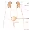 Bild som visar njurarnas urinvägar