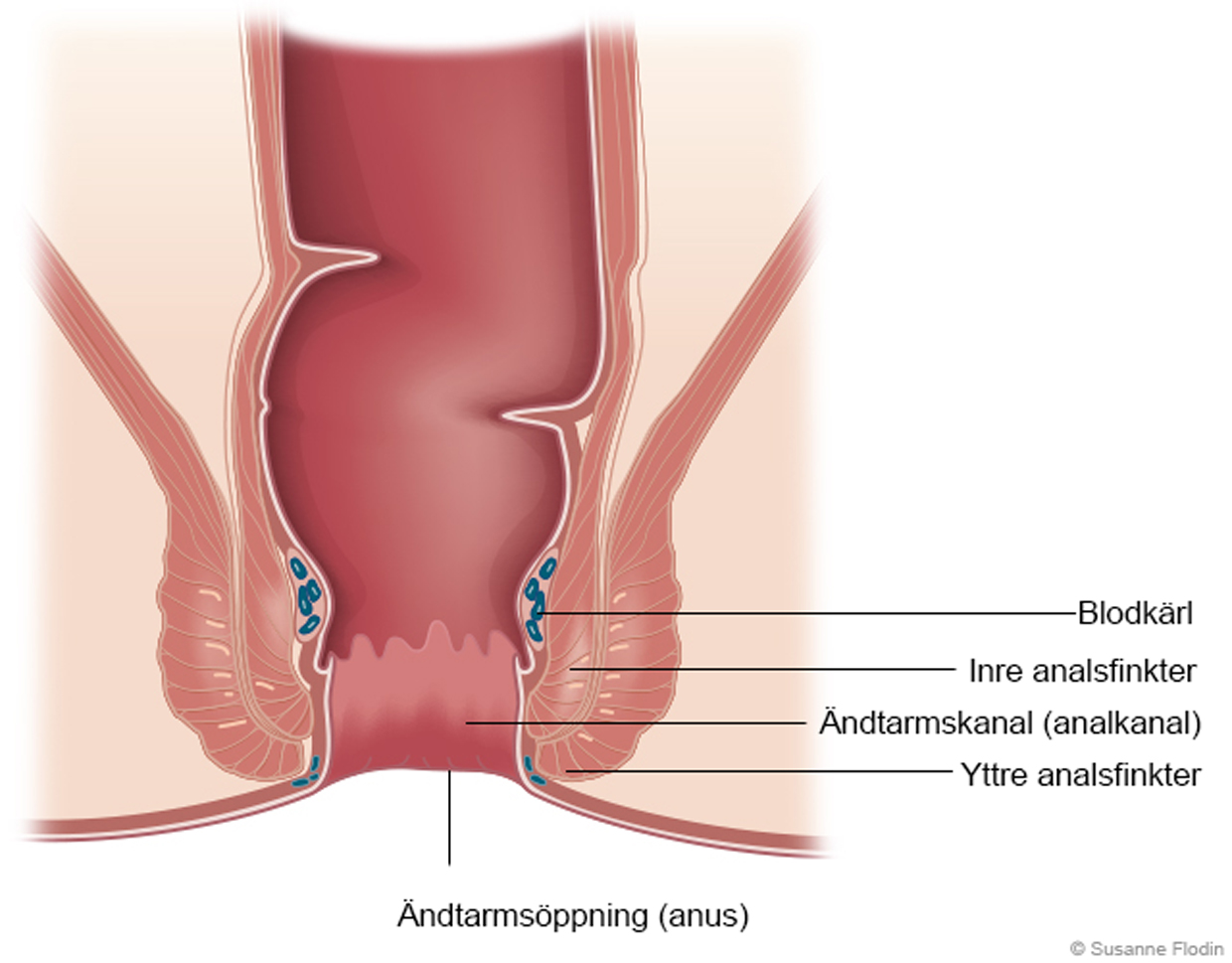 Chiroyli sargish yigit kunnilingus qiladi Mening erim boyvachcha. Men seksual ayolman. Video.