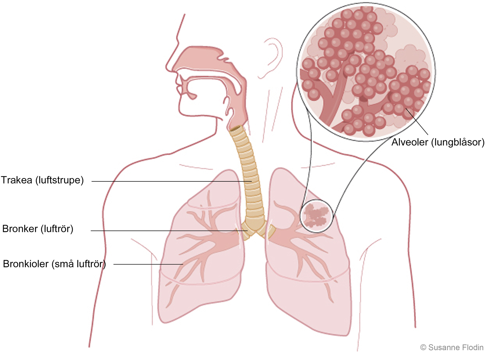 Anatomi av luftvägar, alveoler