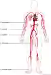 Bild som visar exempel på artärer för inläggning av artärkateter