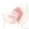 Anatomisk bild som visar bäckenreservoar