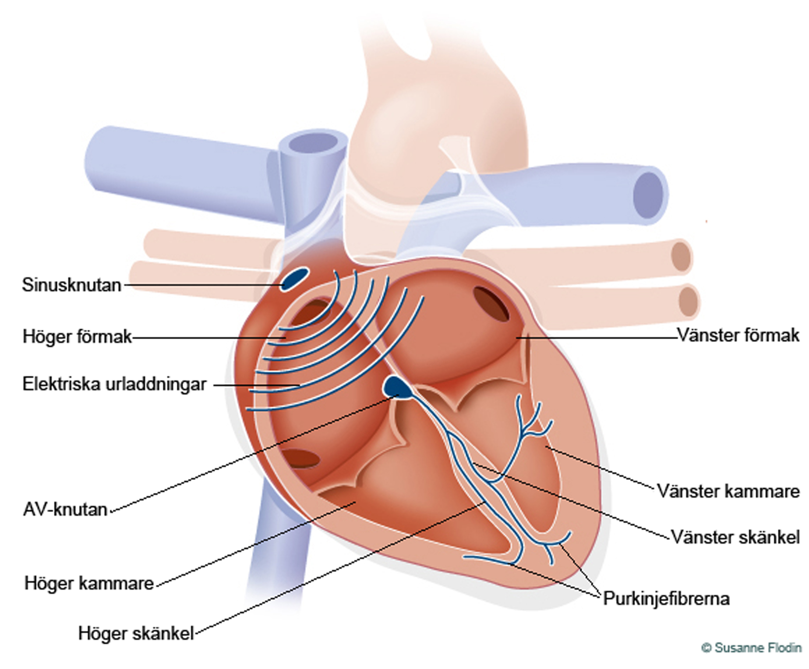 Bild som visar hjärtats retledningssystem