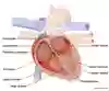 Bild som visar hjärtats retledningssystem