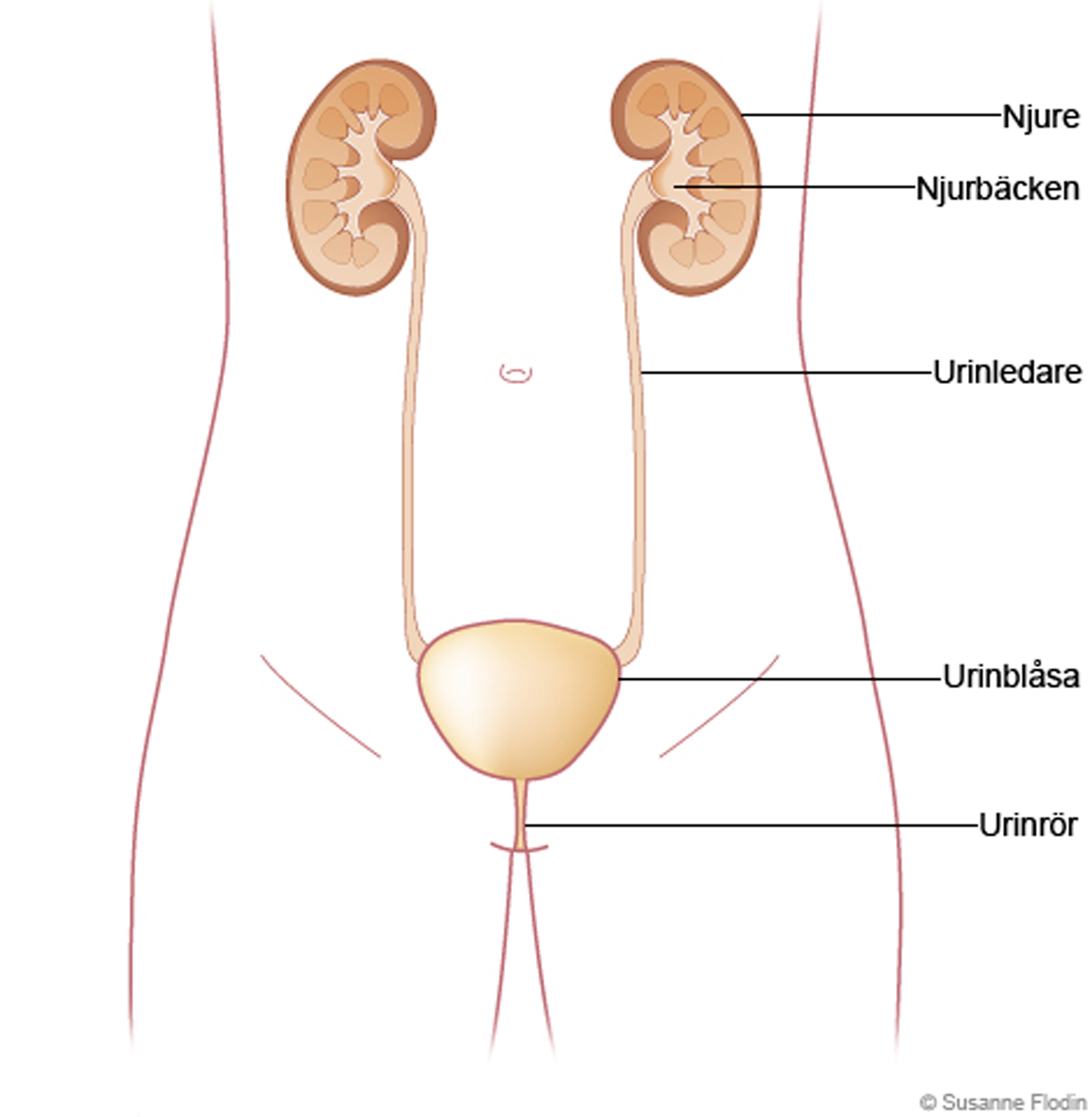 Anatomisk illustration av urinvägarna