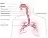 Anatomisk bild på övre och nedre luftvägar - översikt