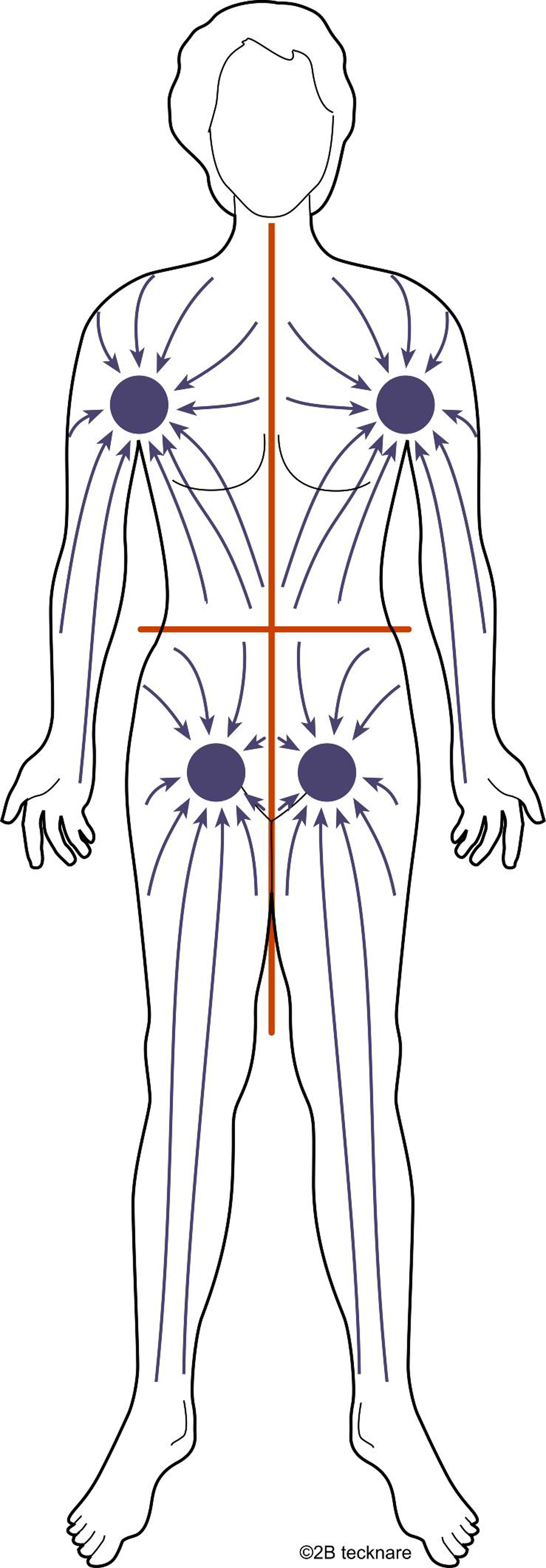 Bild som visar kroppens lymfatiska kvadranter