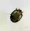 Bild som visar skabbdjur
