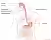 Bild som visar anatomi vid sondinläggning