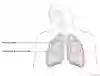 Normal anatomi thorax