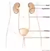 Anatomisk bild av människans urinvägar