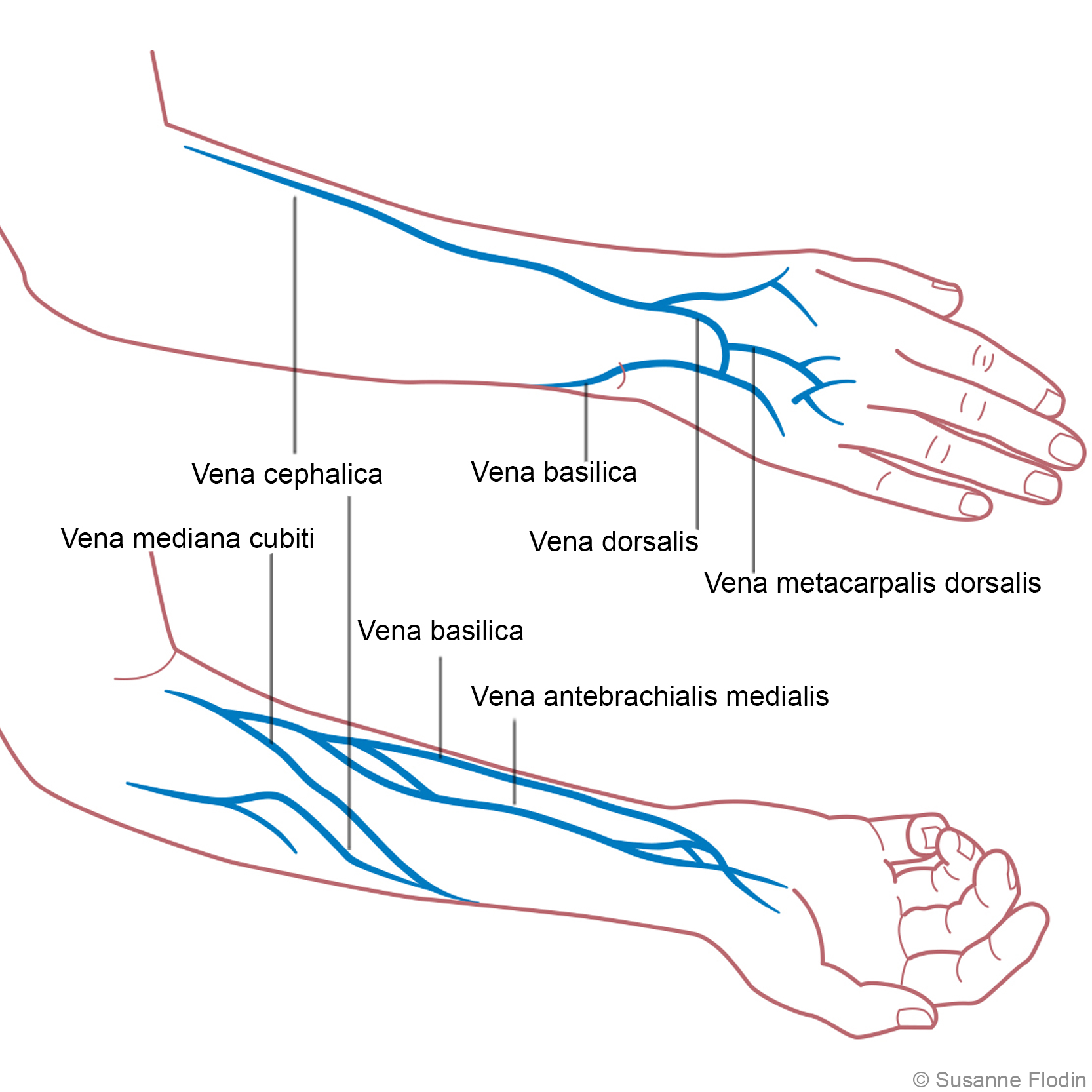 Bild som visar vener i armbågsvecket och på handryggen.